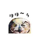 技法の定まらない動物絵スタンプ（個別スタンプ：15）
