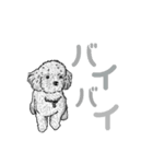 黒プーのレイ2（個別スタンプ：11）