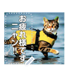 【猫】波乗りにゃんこ（個別スタンプ：8）