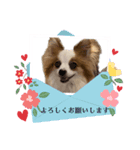 パピヨンのぴのちゃんのスタンプ12（個別スタンプ：4）