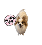 パピヨンのぴのちゃんのスタンプ12（個別スタンプ：6）