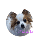 パピヨンのぴのちゃんのスタンプ12（個別スタンプ：7）