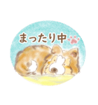 かわいいシェルティスタンプ（個別スタンプ：13）