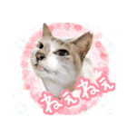 うにとつくね（個別スタンプ：9）