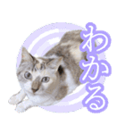 うにとつくね（個別スタンプ：10）