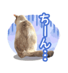 うにとつくね（個別スタンプ：14）
