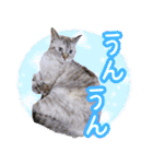 うにとつくね（個別スタンプ：16）