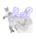 うにとつくね（個別スタンプ：17）