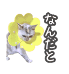 うにとつくね（個別スタンプ：19）