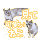 うにとつくね（個別スタンプ：22）