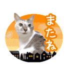 うにとつくね（個別スタンプ：23）