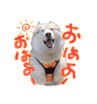 シベリアンハスキーかぼす（個別スタンプ：1）