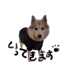 シベリアンハスキーかぼす（個別スタンプ：5）