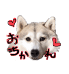 シベリアンハスキーかぼす（個別スタンプ：6）