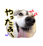 シベリアンハスキーかぼす（個別スタンプ：9）