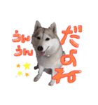 シベリアンハスキーかぼす（個別スタンプ：11）
