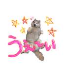 シベリアンハスキーかぼす（個別スタンプ：12）
