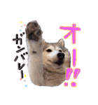 シベリアンハスキーかぼす（個別スタンプ：13）