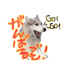 シベリアンハスキーかぼす（個別スタンプ：14）