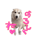 シベリアンハスキーかぼす（個別スタンプ：15）