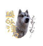 シベリアンハスキーかぼす（個別スタンプ：17）