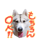 シベリアンハスキーかぼす（個別スタンプ：18）