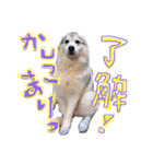 シベリアンハスキーかぼす（個別スタンプ：19）