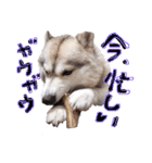 シベリアンハスキーかぼす（個別スタンプ：27）