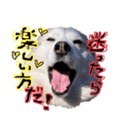 シベリアンハスキーかぼす（個別スタンプ：32）