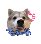 シベリアンハスキーかぼす（個別スタンプ：33）