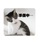 オバケぬこ（個別スタンプ：8）