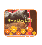 チワワです！かわいい！（個別スタンプ：2）