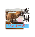 チワワです！かわいい！（個別スタンプ：3）