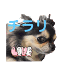 チワワです！かわいい！（個別スタンプ：7）