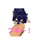 チワワです！かわいい！（個別スタンプ：8）