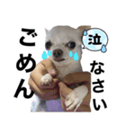 わんわん三銃士（個別スタンプ：8）