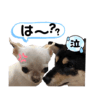 わんわん三銃士（個別スタンプ：12）
