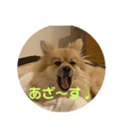 茶々丸❣️（個別スタンプ：5）