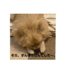 茶々丸❣️（個別スタンプ：8）