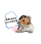 ハムハムすたんぷ❤️（個別スタンプ：6）