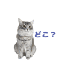 ロイさんのおでかけスタンプ（個別スタンプ：15）