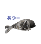 ロイさんのおでかけスタンプ（個別スタンプ：24）