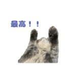 ロイさんの感情(かまって)スタンプ（個別スタンプ：2）