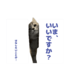 ロイさんの感情(かまって)スタンプ（個別スタンプ：24）