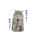 ロイさんの感情(かまって)スタンプ（個別スタンプ：26）