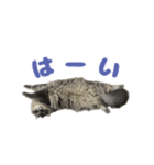 ロイさんの日常で使えるスタンプ（個別スタンプ：13）