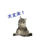 ロイさんの日常で使えるスタンプ（個別スタンプ：30）