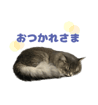 ロイさんの日常で使えるスタンプ（個別スタンプ：32）