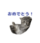 ロイさんの日常で使えるスタンプ（個別スタンプ：37）