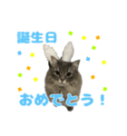 ロイさんの日常で使えるスタンプ（個別スタンプ：38）